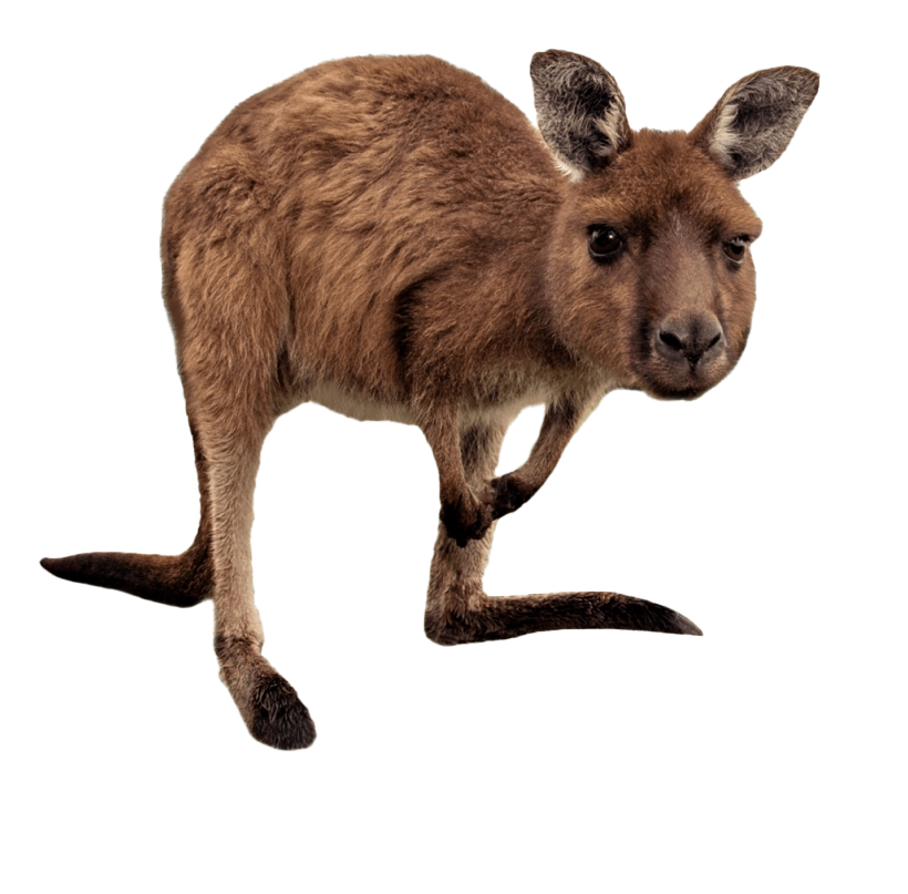 Kangaroo Wallaby PNG Image