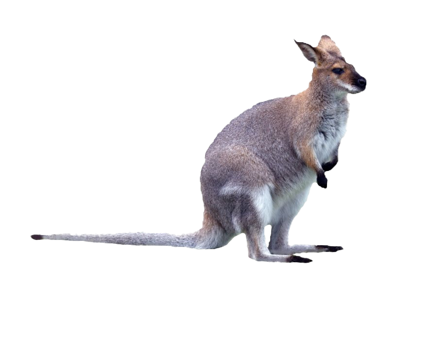 Kangaroo Wallaby PNG Photos