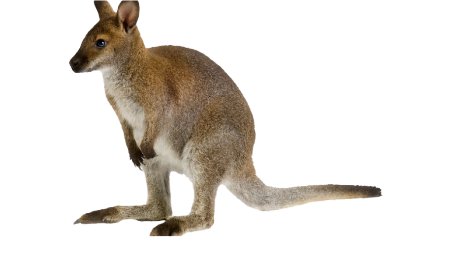 Kangaroo Wallaby PNG Transparent Image