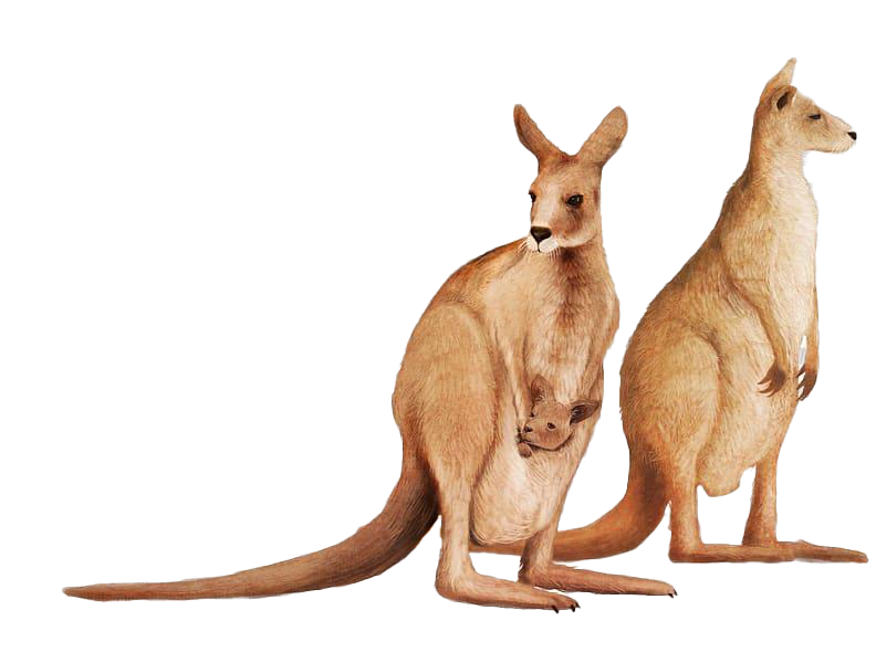 Kangaroo Wallaby Transparent Background