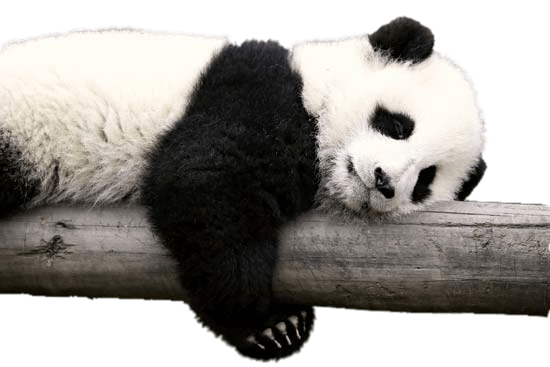 Panda Resting on Log