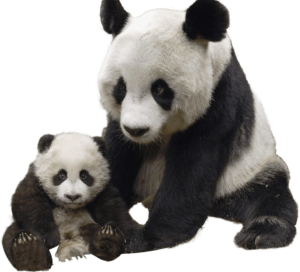 Panda and Baby