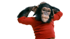 Chimpanzee Wearing Sweater