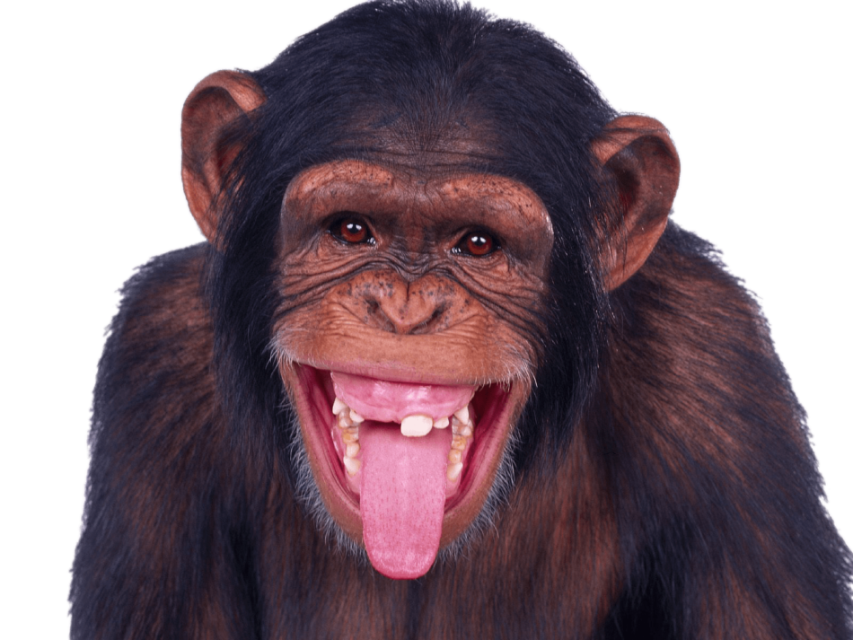 Chimpanzee Sticking Out Tongue
