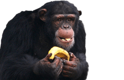 Chimpanzee Eating Banana