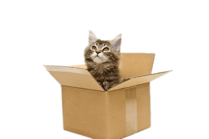 Cat In Cardboard Box