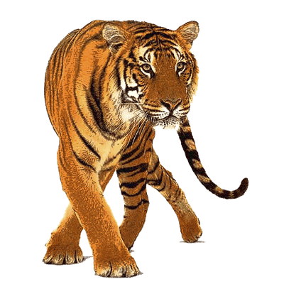 Beautiful Tiger Front png hd Transparent Background Image - LifePng