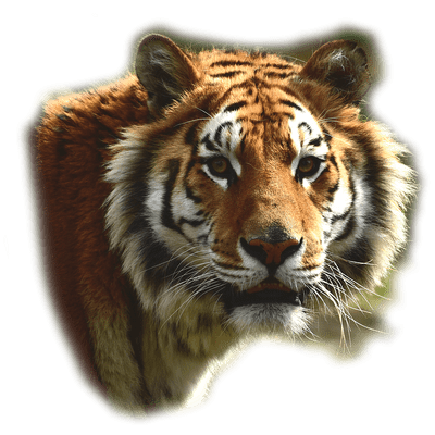Bengal Tiger png hd Transparent Background Image - LifePng