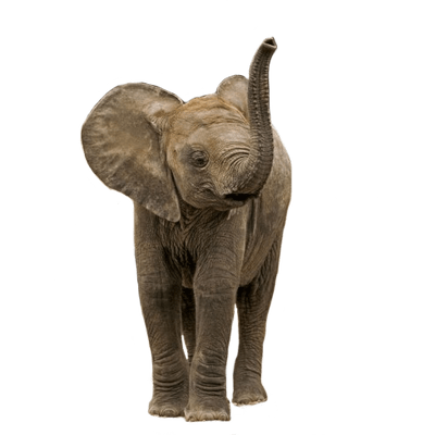 Small Elephant png hd Transparent Background Image - LifePng